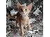 PoulaTo: Διαθέσιμα Abyssinian Kittens